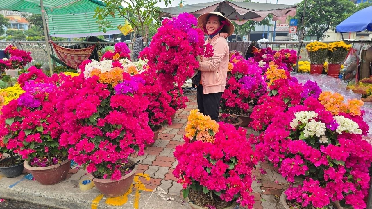 Nhà vườn bước vào đường đua hoa Tết Bến Bình Đông, mai siêu búp chỉ 100k rất nhiều