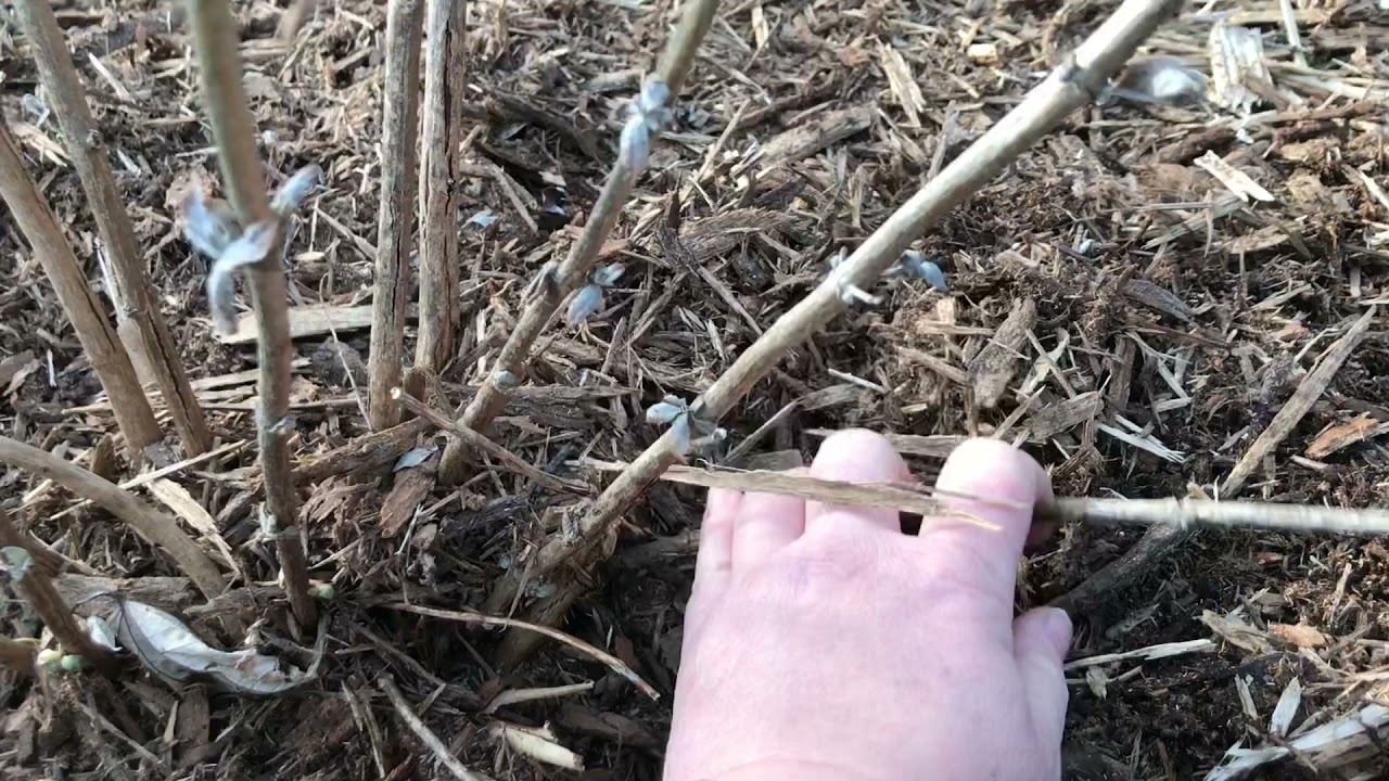 How to Trim a Butterfly Bush in Early Spring.MOV