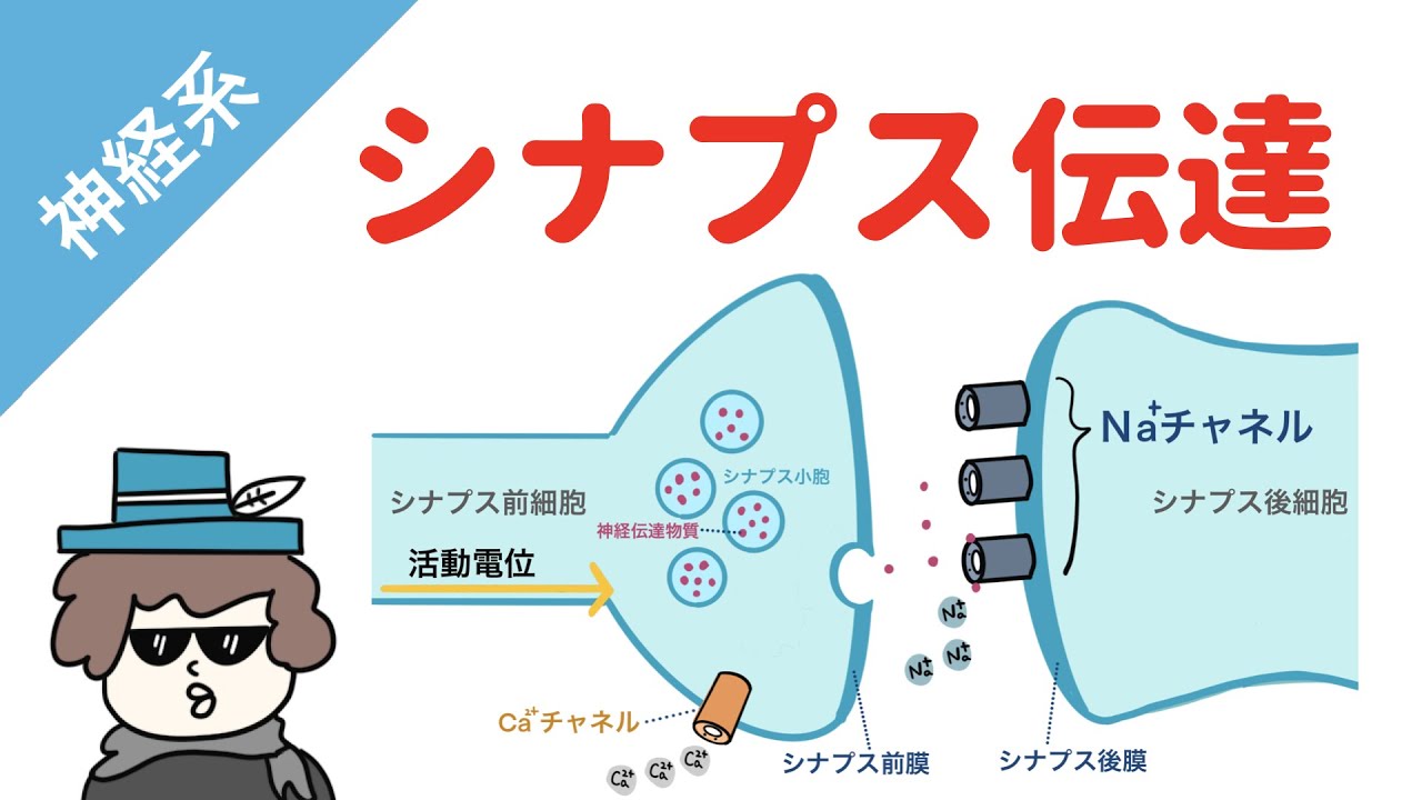 【神経系】シナプス伝達（EPSPとIPSP）