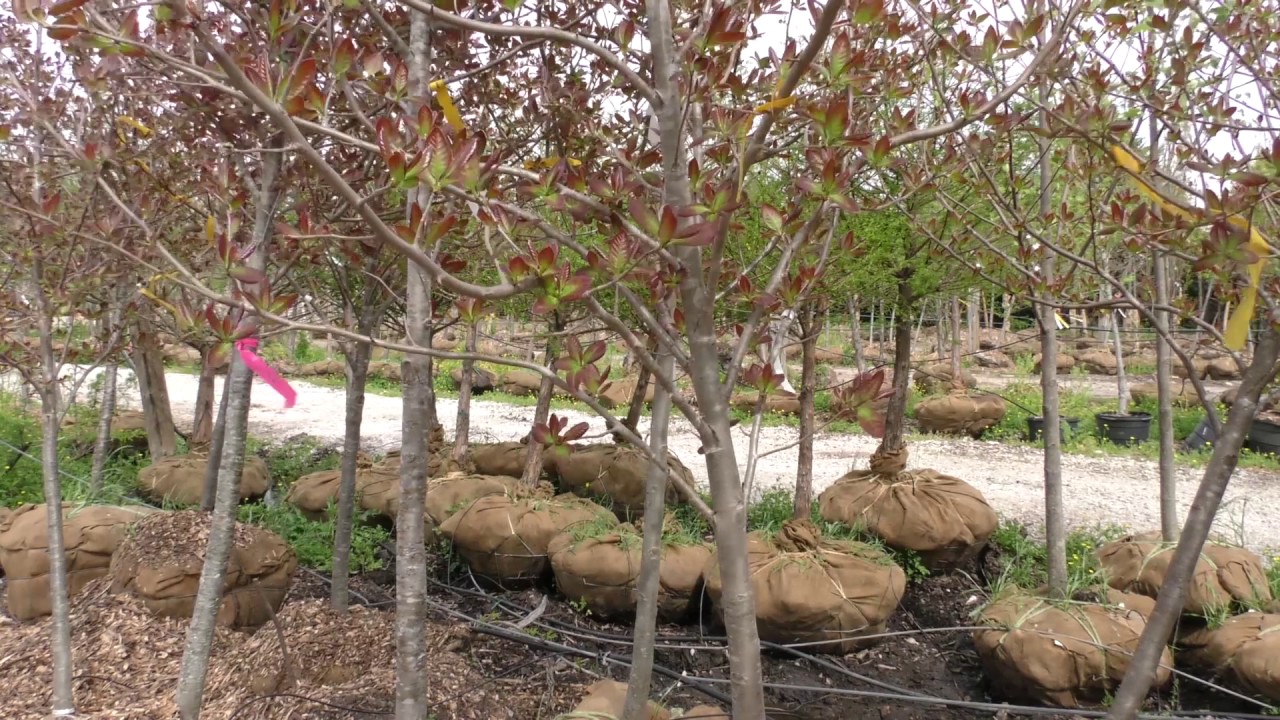 Best Practices - Selecting Nursery Stock Part 1