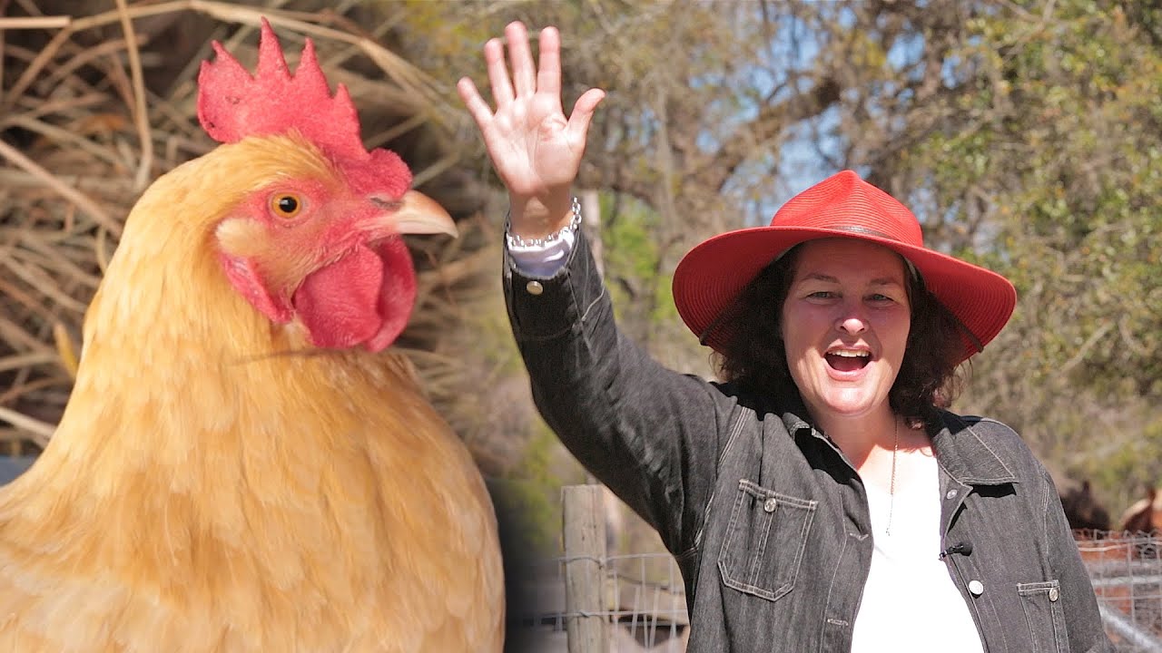 5 Deadly Mistakes To Avoid When Raising Chickens