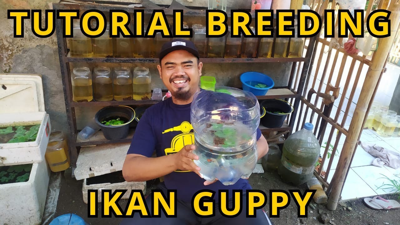 TUTORIAL CARA BETERNAK IKAN GUPPY DENGAN MEDIA GALON BEKAS
