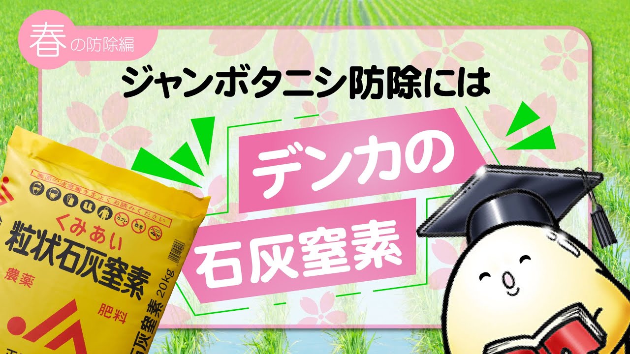 ～春の防除編～ ジャンボタニシの防除にはデンカの石灰窒素