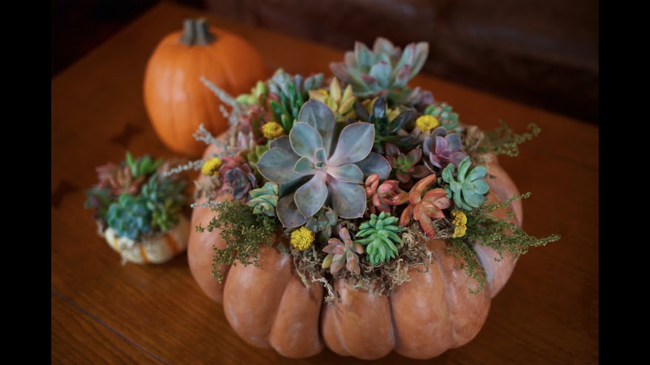 DIY Succulent Pumpkin Centerpiece | DIY with Caitlin | Fall Craft Projects