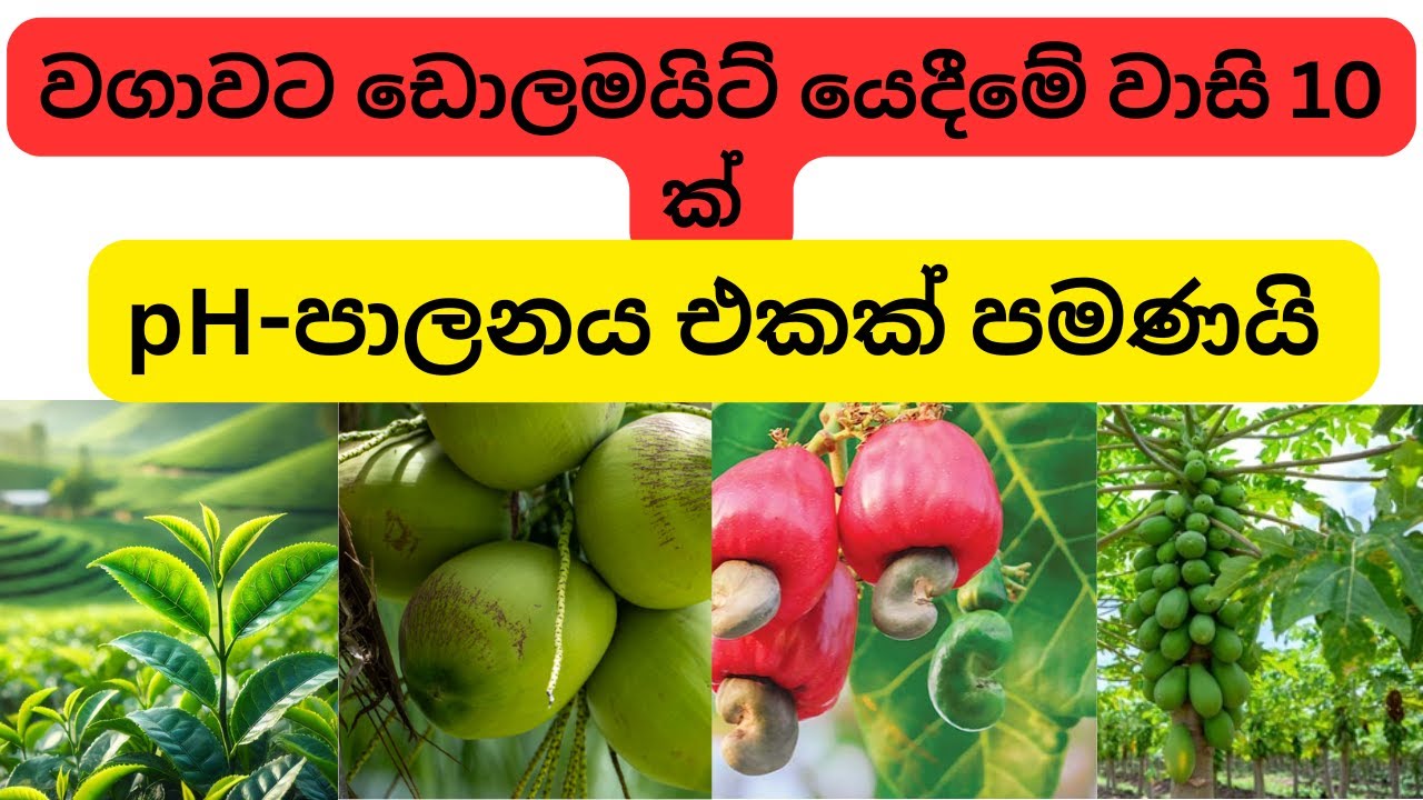 වගාවට ඩොලමයිට් යෙදීමේ වාසි 10 ක් මෙන්න | 10 Benefits of Dolomite in Agriculture |#dolomite