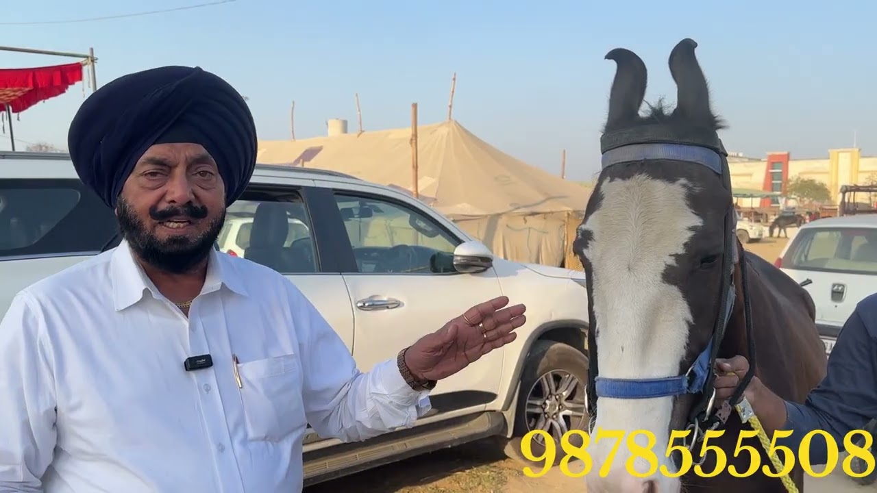 5 ਮਹੀਨੇ ਦੀ ਗ਼ਬਨ ਚੰਬੀ ਘੋੜੀ ਕੱਦ 60inch ਲਾਲ ਰਤਨ ਦੀ 12 ਮਹੀਨੇ ਦੀ ਵਸੇਰੀ ਵੜੂੰਦੀ ਸਟੱਡ ਫਾਰਮ Jagrao Mandi 2026