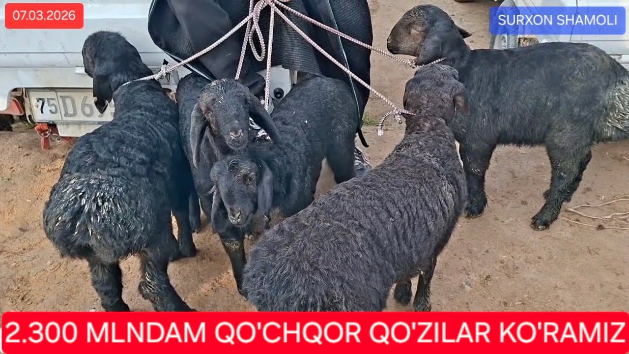 07.03.2026 BANDIXON SHANBA ILICH MOL BOZORI QO'Y QO'ZI NARXLARI