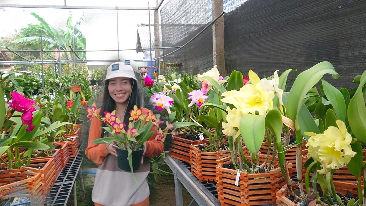 Ready berbunga besar koleksi anggrek cattleya istimewa buat bunda + bahan sultan murah 