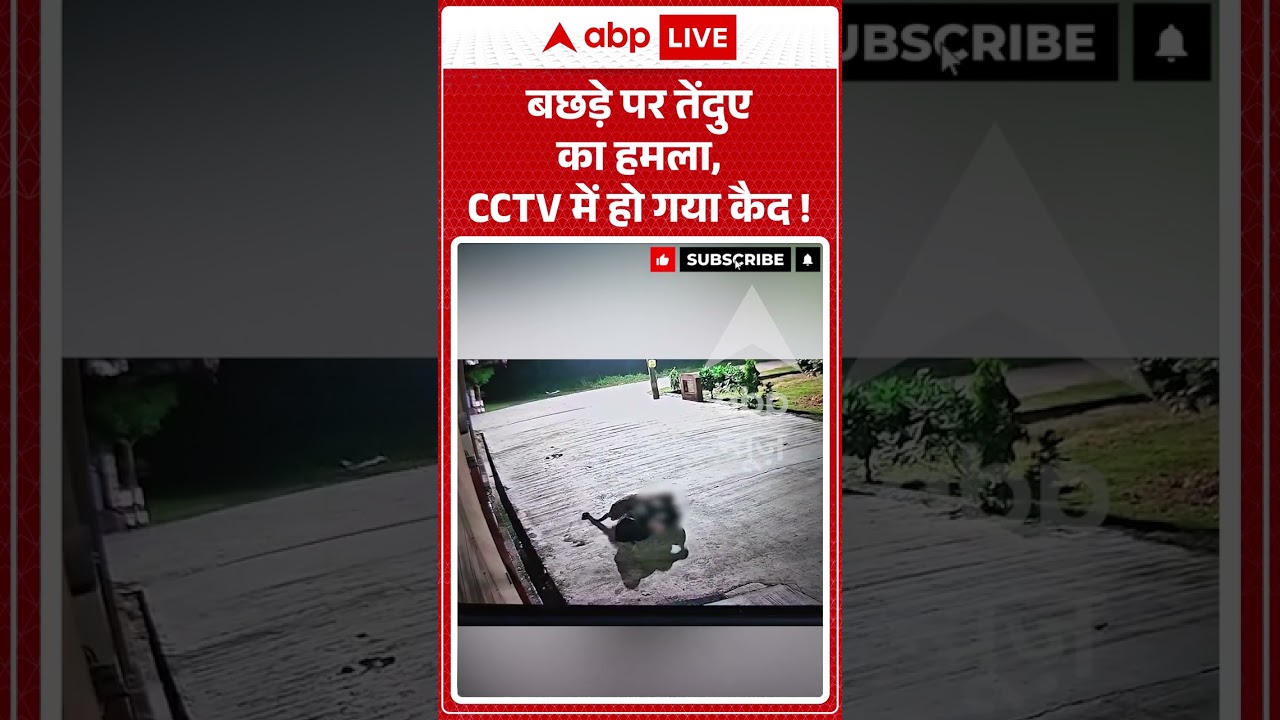 Viral Video : बछड़े पर तेंदुए का हमला, CCTV में हो गया कैद ! | #Kashipur #LeopardAttack
