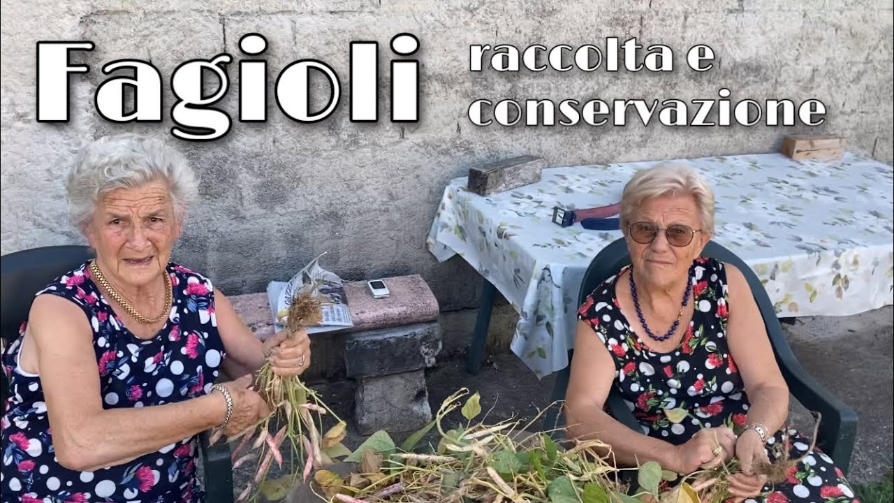 La raccolta dei fagioli e consigli per la conservazione