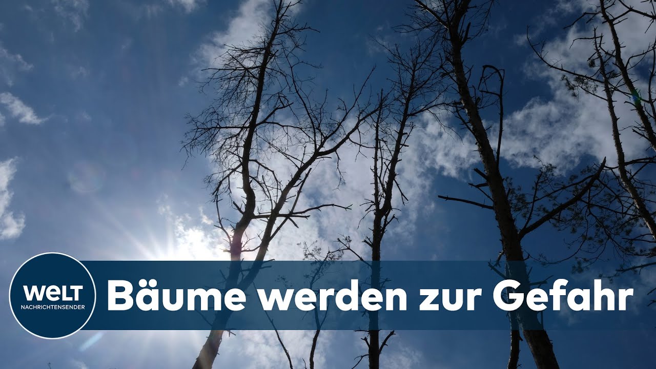TROCKENHEIT: Stadtb&auml;ume k&auml;mpfen ums &Uuml;berleben