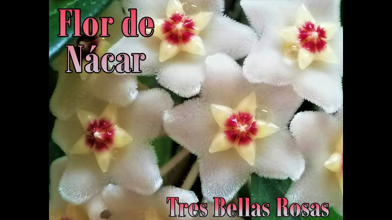 Reproducir la Flor de Nácar- Hoya Carnosa, como hacer nuevas plantitas 🌸