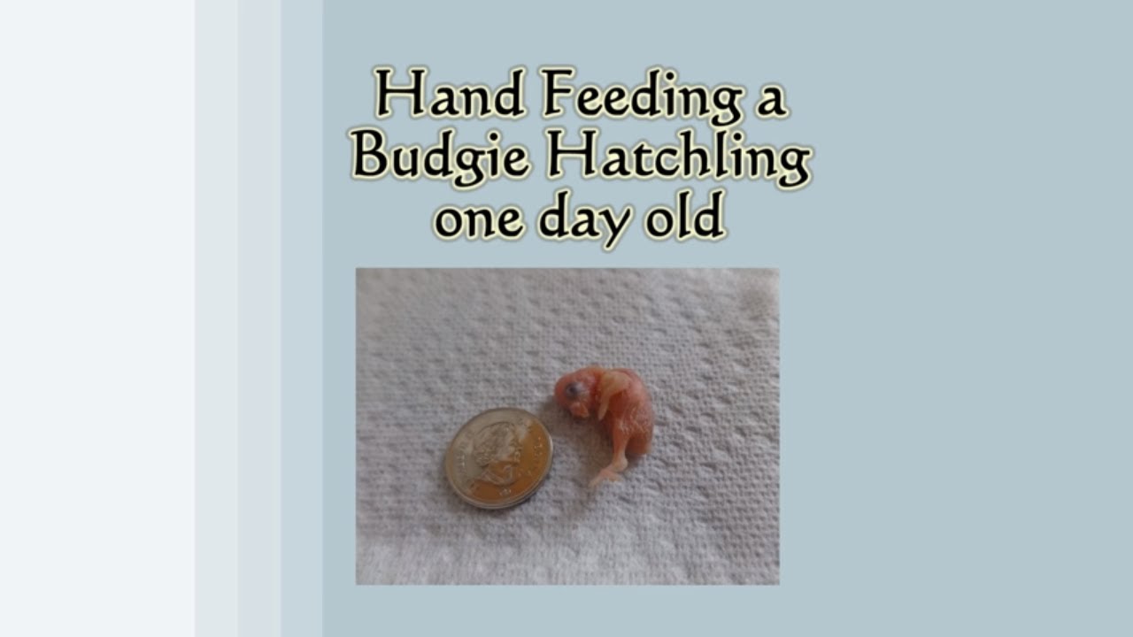 Hand Feeding A One Day Old Budgie Hatchling!