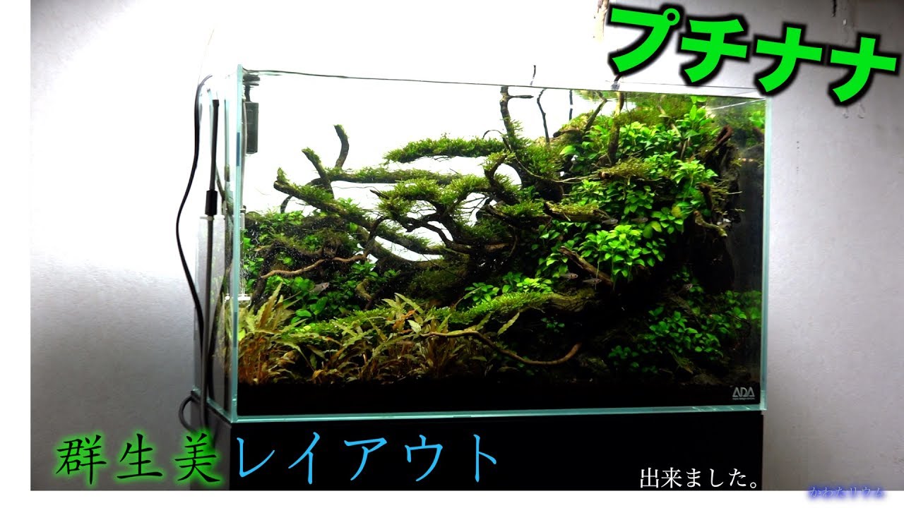 green aquarium６０センチ水槽　群生美レイアウト、完成しました。プチナナが密集するとキレイです。