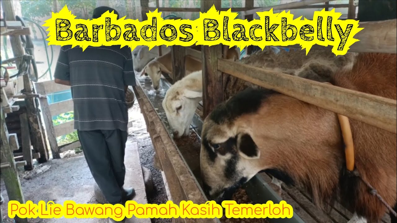 [ Episod 135 ] Melawat Kandang Biri-Biri Barbados Jiran Sekampung.