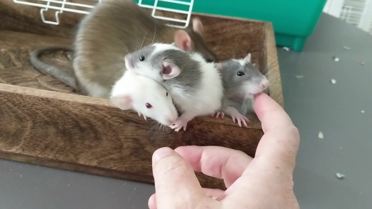 Baby Rats Mimics Mother Rat And Grooms Person's Fingers - 1188384