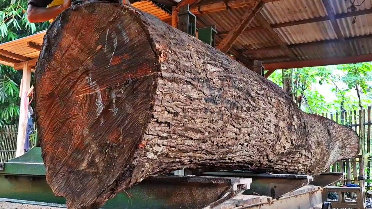 Hundreds of years old!! Amazing giant mahogany wood find at the sawmill 