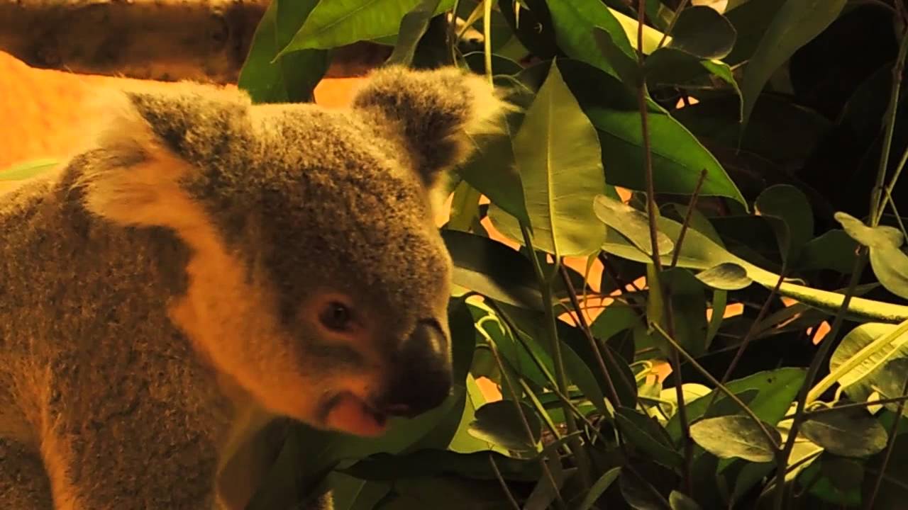 Die Koalas im Zoo Dresden