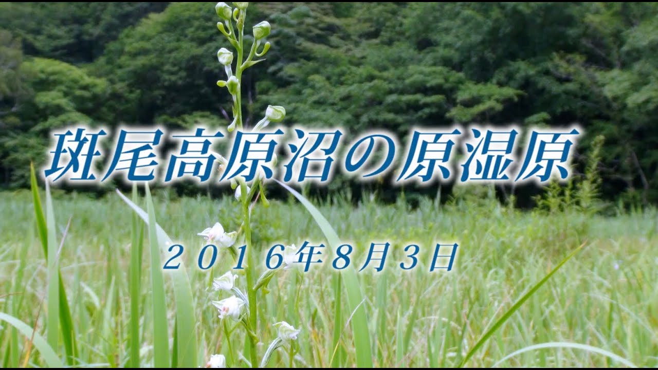 125 上信越 斑尾高原沼ノ原湿原8月 2016年8月3日 - 生物多様性体験保全センター 高山植物を主とした野生植物の映像集
