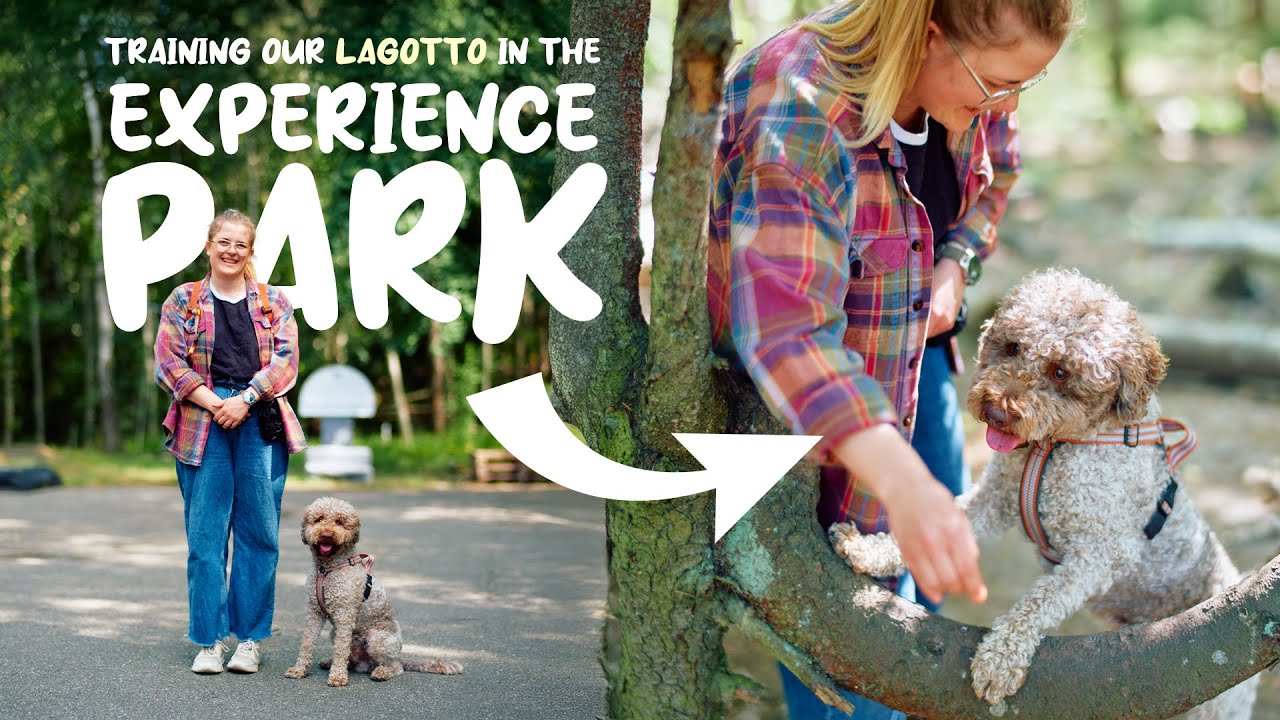 Training our Lagotto Romangolo in an Experience park