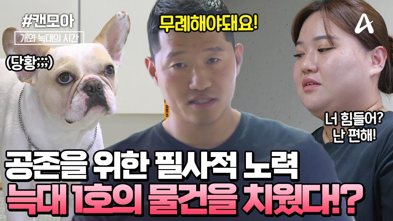 [#캔모아] 모두를 위해 견뎌야 할 훈육의 고통😭 강형욱에게 엄격한 훈육을 제대로 받는 하극상 늑대 1호!  | 개와 늑대의 시간 2회