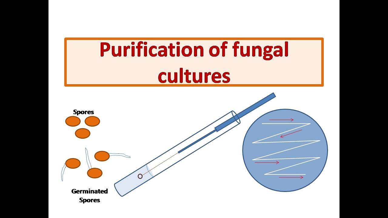 Purification of fungal cultures | Streak method | Serial Dilution | Tube dilution | Semi-mechanical