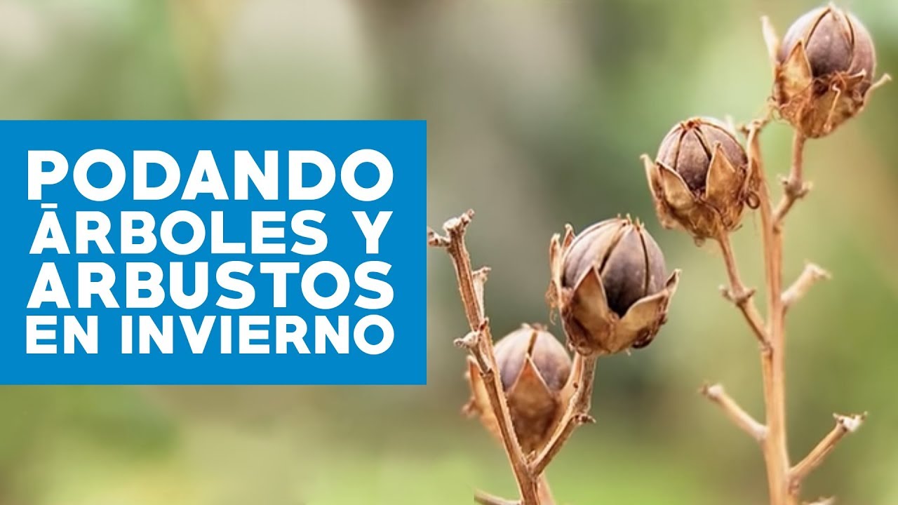 &iquest;C&oacute;mo podar &aacute;rboles y arbustos en invierno?