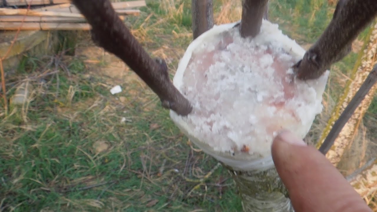 Poda e Injertos en Frutales - Pasta Cicatrizante Ecológica