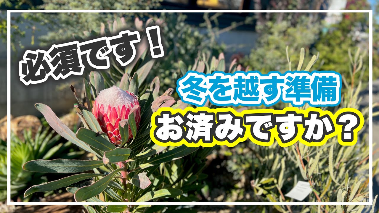 超大切‼︎オージープランツの『寒さ対策』と『管理方法』【オージープランツ】