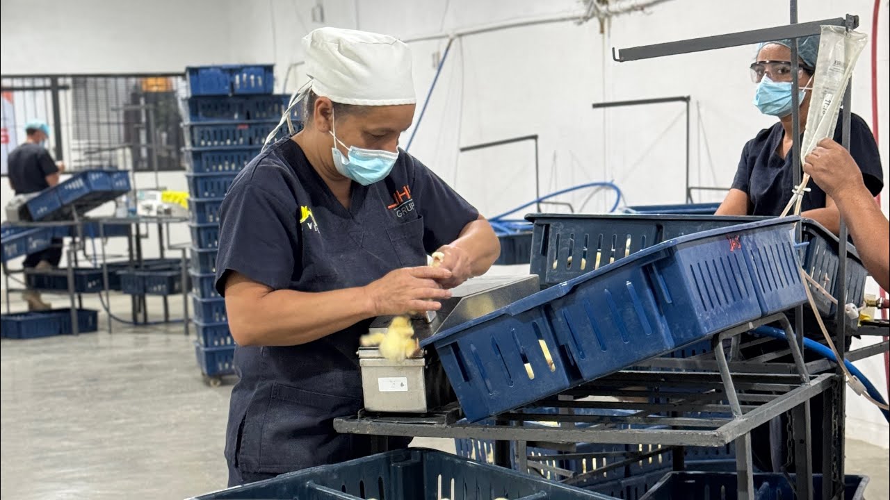 Proceso de incubaci&oacute;n de pollos de engorde