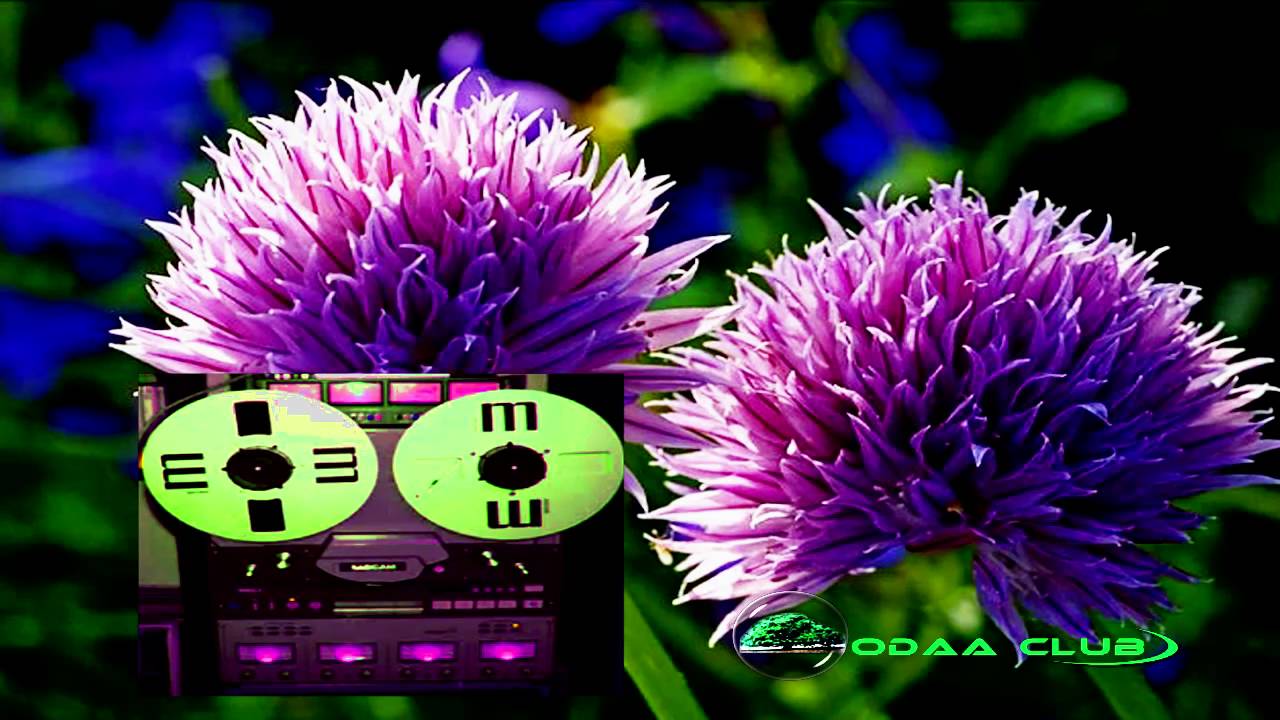 Oromo Music.The  Best Shanntamm Shubbisaa and Ashaa Abdo's Song . 38 years ago ! Audio Music only .