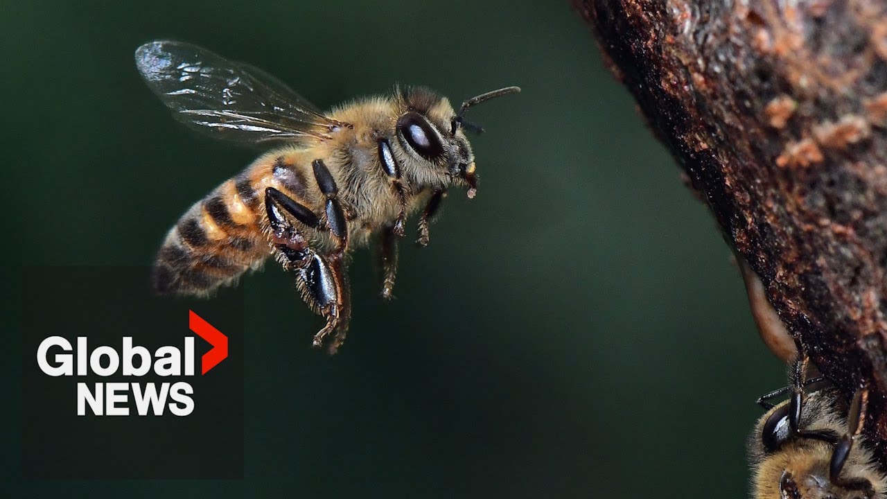 Bee industry buzzing with excitement about new vaccine to protect crops