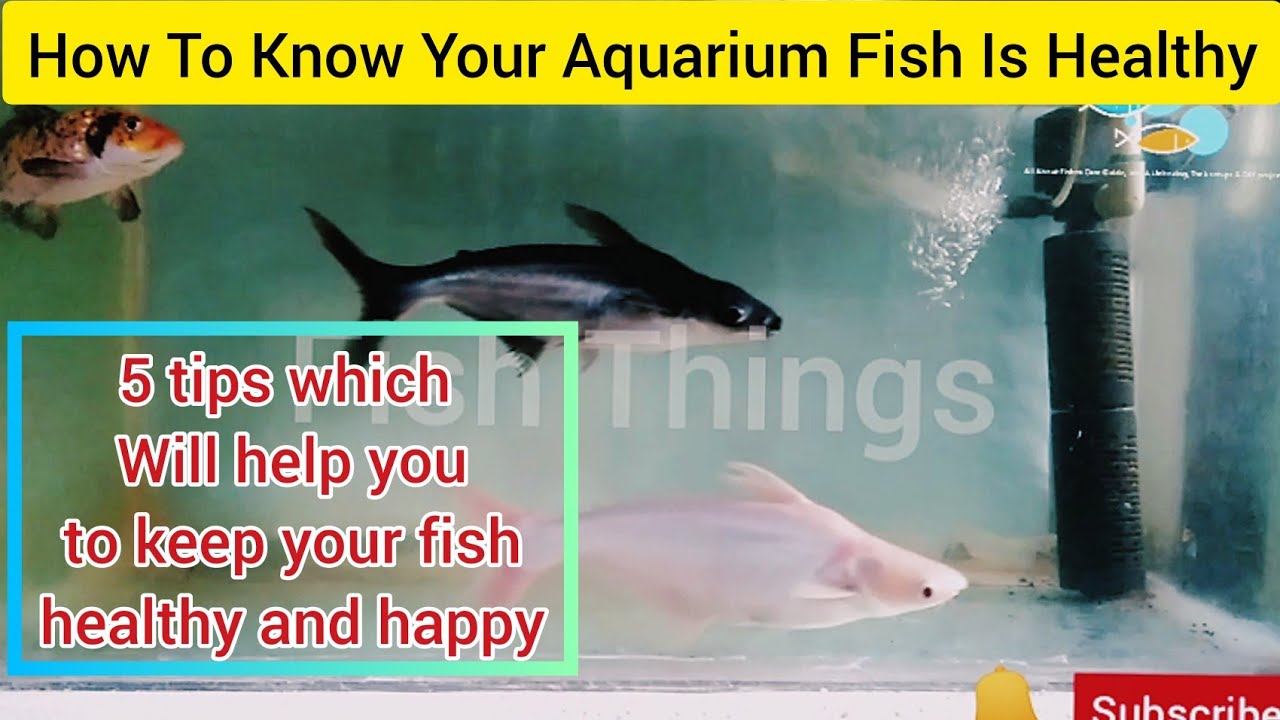 How To Know Your Aquarium Fish Is Healthy | 5 tips which will help you