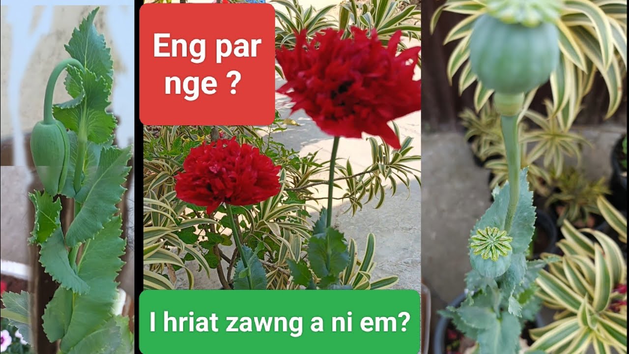 KA HUAN PANGPAR HI  A VUL REI LO