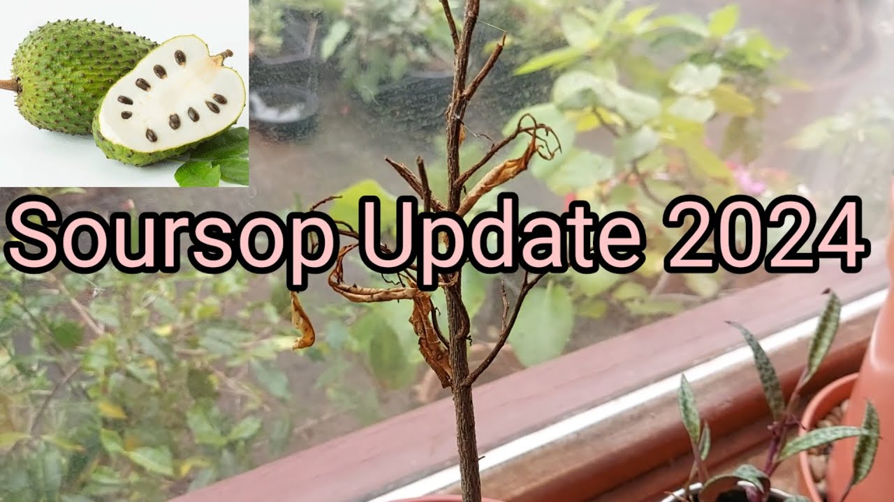 Soursop Update  September 2024