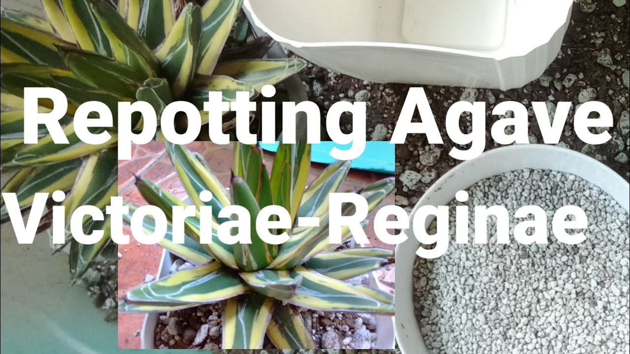 How To Repott Agave Victoriae-Reginaea|Variegated Queen  Victoria Agave|Anna Charitoo