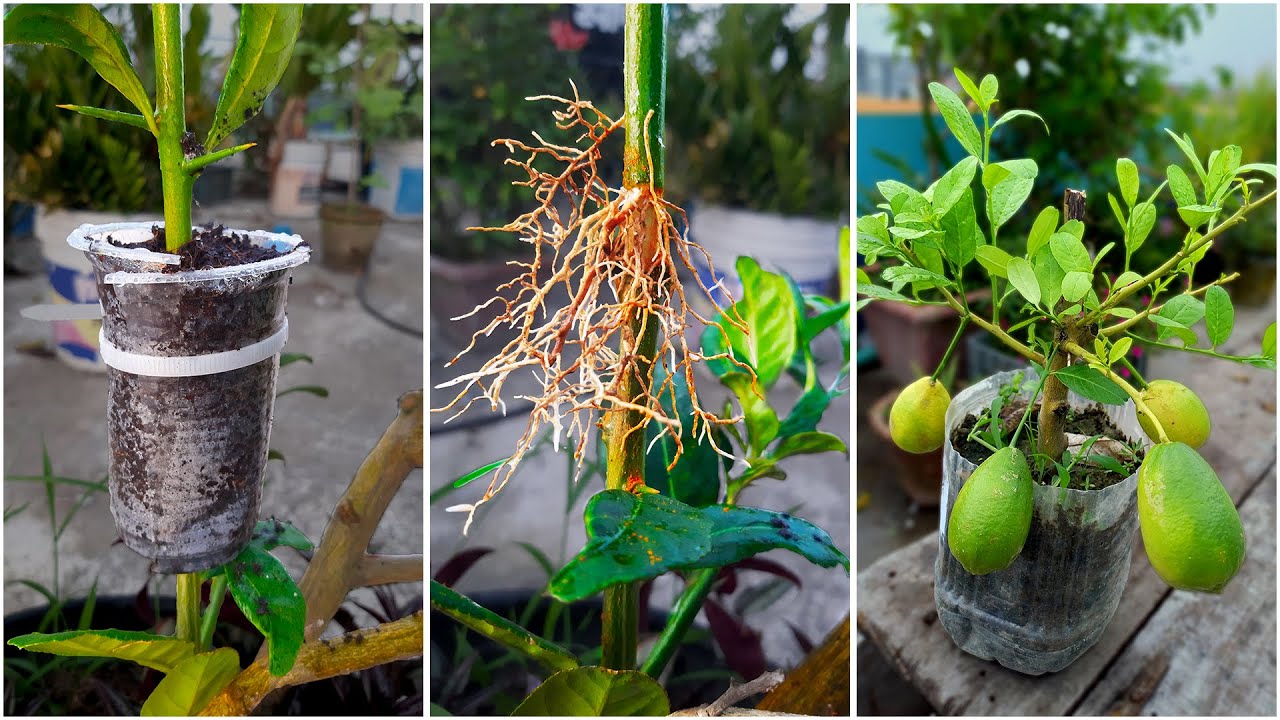 Best method of propagation lemon tree by air layering || Easy to way grow lemon tree
