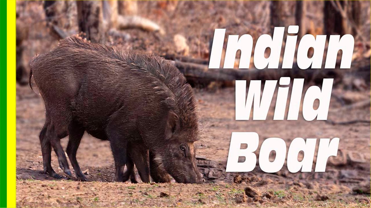 The Indian Boar (Sus scrofa cristatus) - facts and details