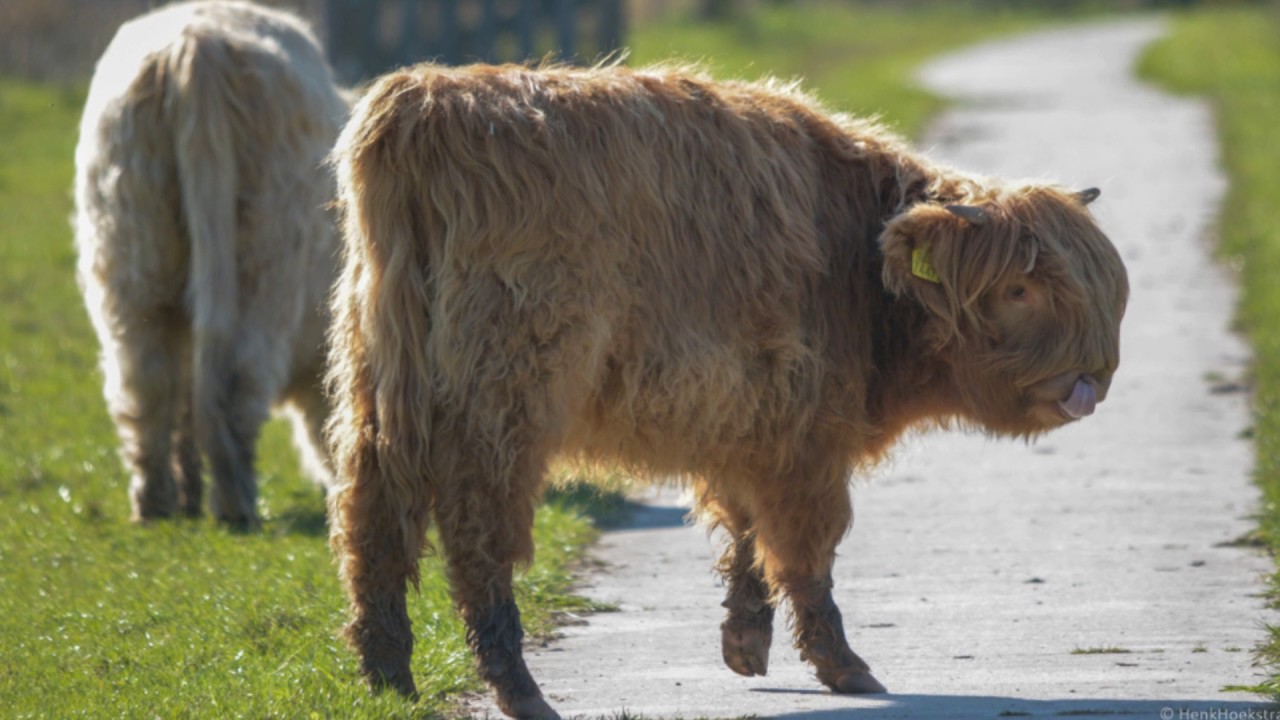 Hooglanders in Natuurgebied de Tjamme