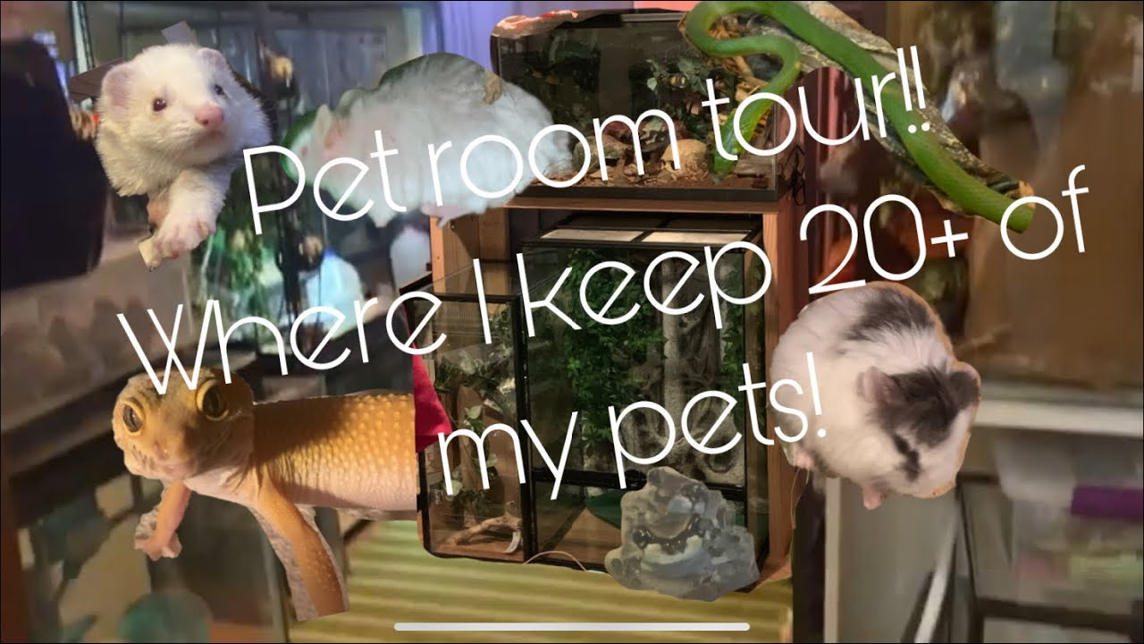 Pet Room Tour! 20+ Of My Animals