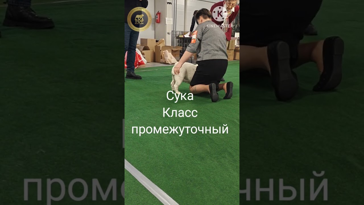 31.01.2026 г. Монопородная выставка, Санкт-Петербург. Судья Любовь Терентьева. 