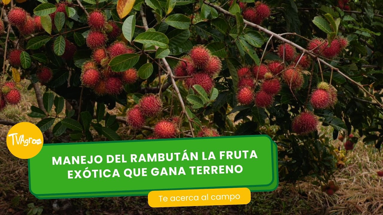 Manejo del rambután, la fruta exótica que gana terreno- TvAgro por Juan Gonzalo Angel Restrepo