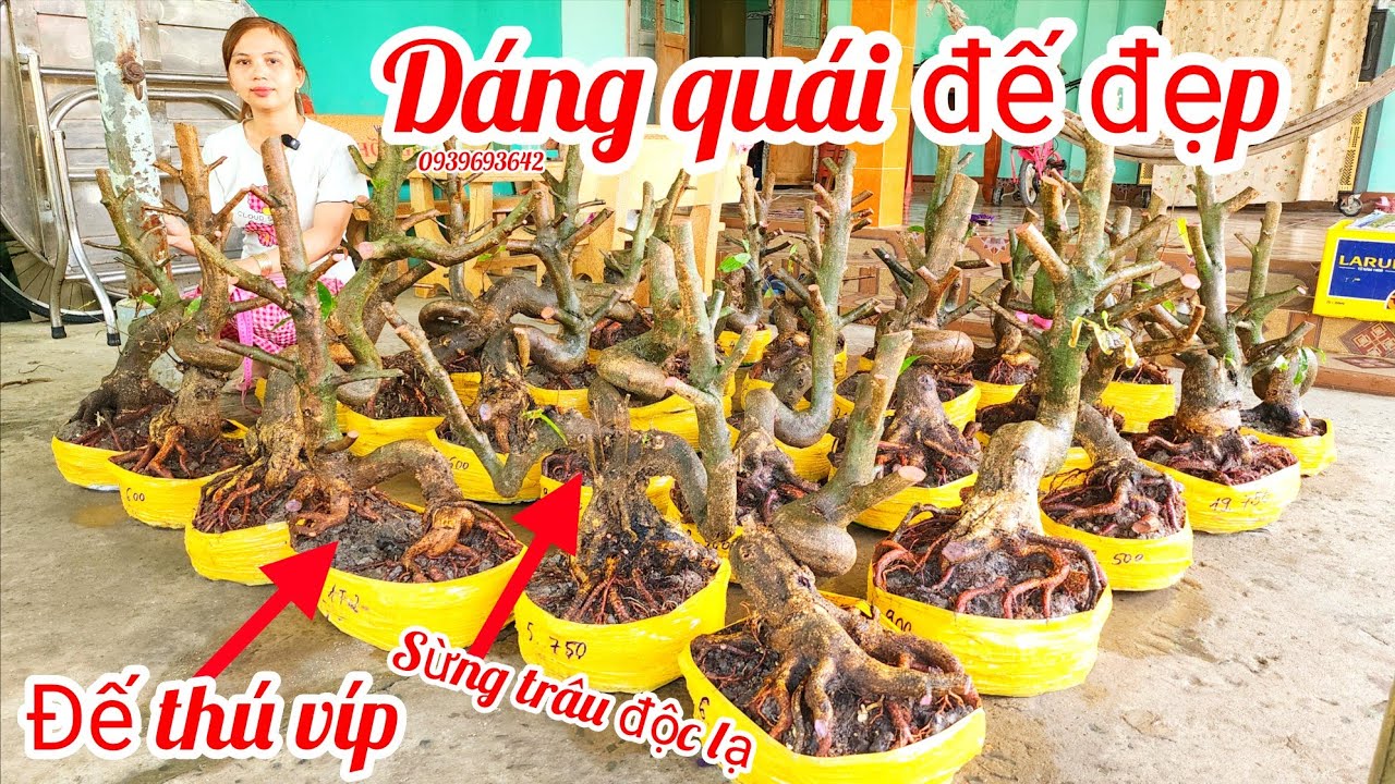 10/3 Chị Nhí 0939693642 phôi mai bonsai dáng quái đế đẹp |MaivàngThanhTâm