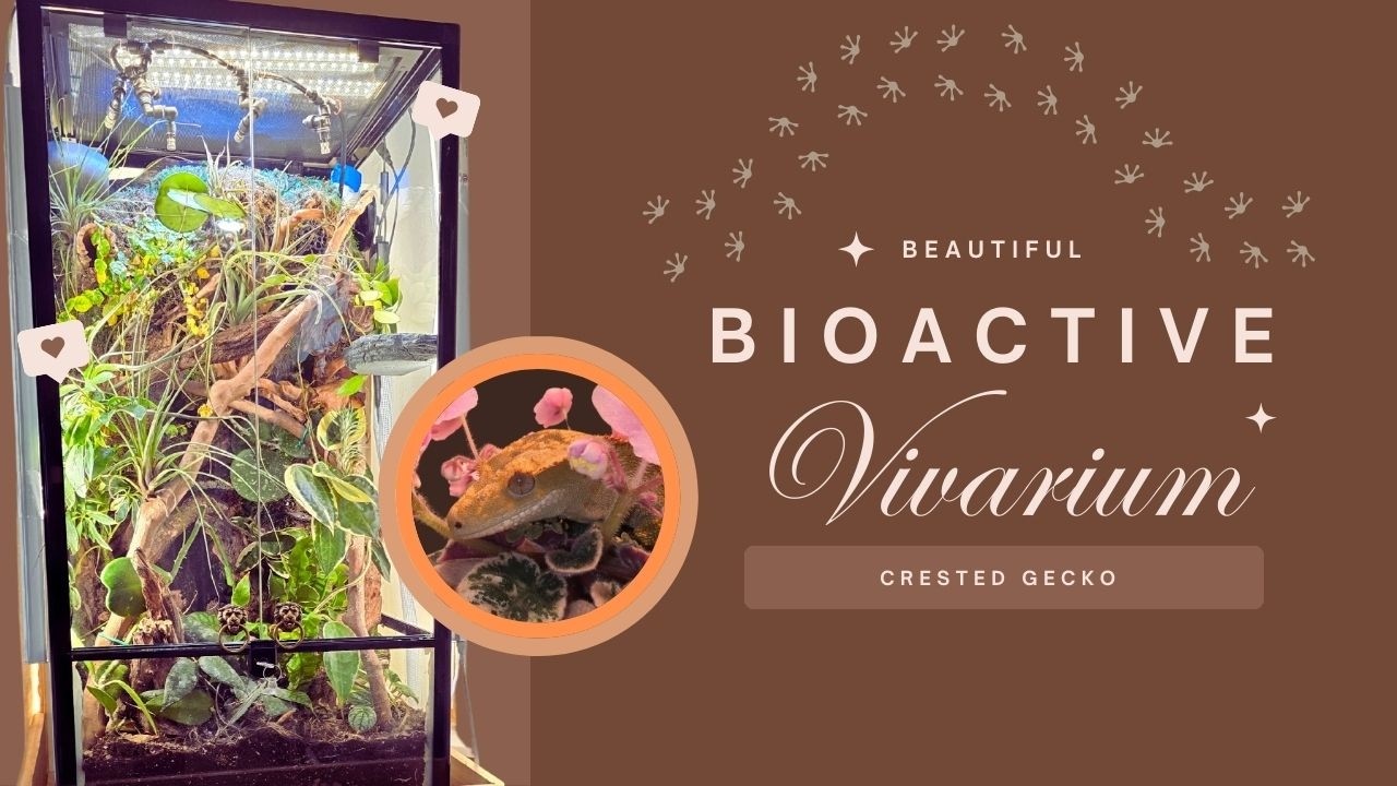 DIY Bioactive Vivarium for Crested Geckos – Easy!