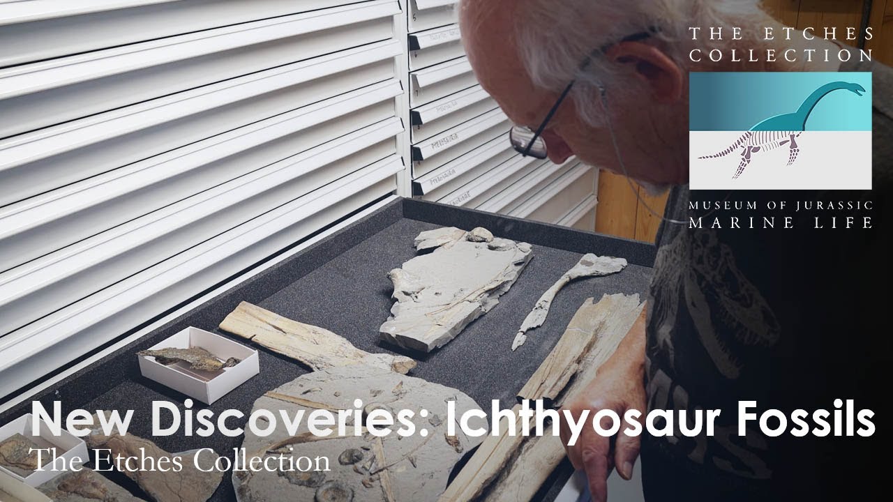 New Discoveries: Ichthyosaur Fossils