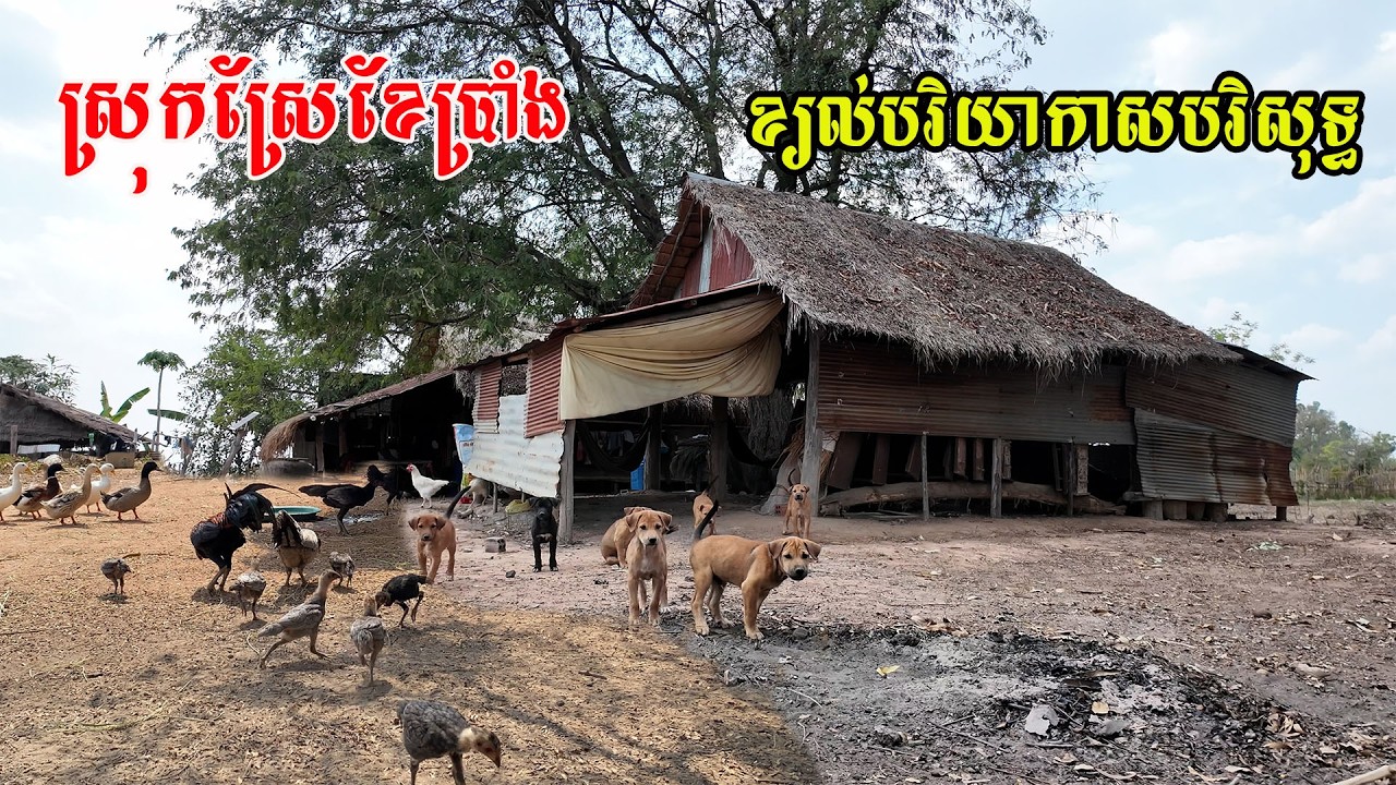 ស្រុកស្រែខែប្រាំង​ ផ្ទះអ៊ុំផាន់ខ្យល់បរិយាកាសបរិសុទ្ធត្រជាក់​ គួរអោយចង់រស់នៅ