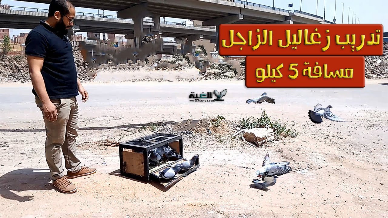 رمية الحمام الزاجل من مسافة 5 كيلو