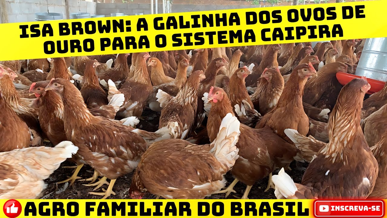 AVICULTOR DO FUTURO 2024: An&aacute;lise Completa de Viabilidade Econ&ocirc;mica com um Lote de 250 ISA Brown