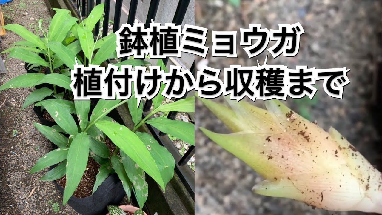 【活かす暮らし】プランター栽培のミョウガ １年目　植付けから収穫まで  Growing Myoga ginger in pots