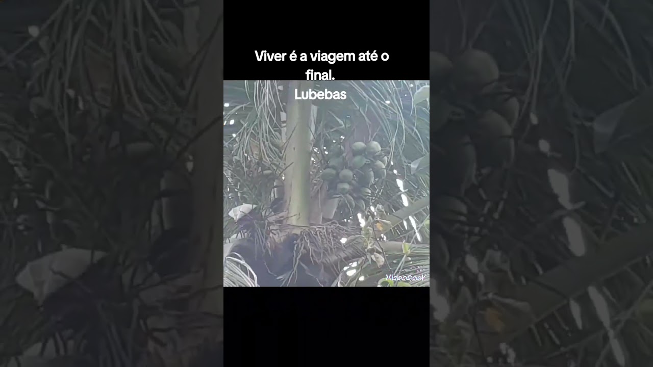 #lubebas#filminho